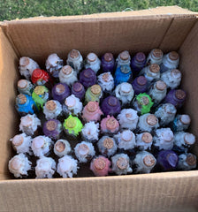 Spell Jars
